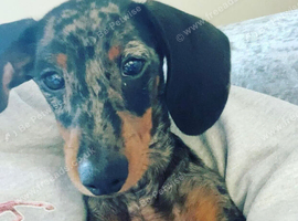 5 year old silver dapple mini dachshund