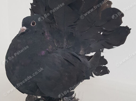 Indian fantails for sale.