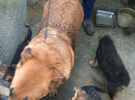 German Shepard pups