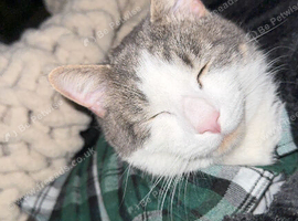 BOY CAT TO BE REHOMED
