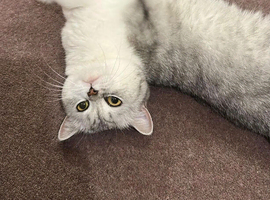 2 beautiful British British shorthair