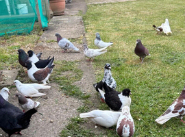 Pigeons different breeds