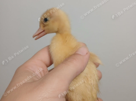 07.10. Hatched Indian runners