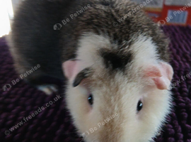 Rex, white and funky boars and sows