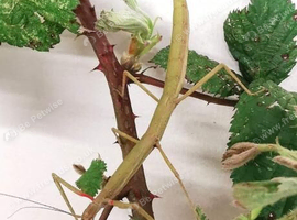 Stick insects or eggs