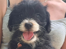 2 beautiful jackapoo boys left