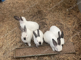 Adorable Californian & Newzealand White baby bunnies