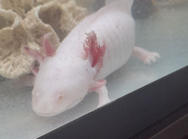 One Albino axolotl