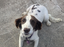 Sprocker pups for sale