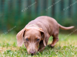miniature dachshund️