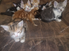 8 Beautiful kittens Ready to leave 29th October