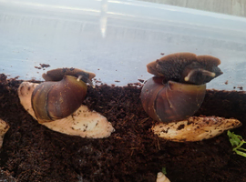 Fulica african land snails    can post