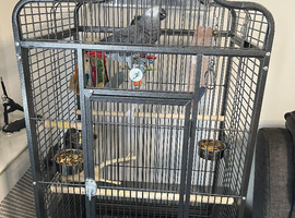 African grey parrot