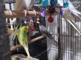 Beautiful baby budgies