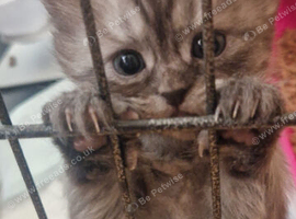 Chinchilla / ragdoll