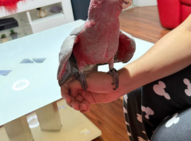 Baby galah Cockatoo