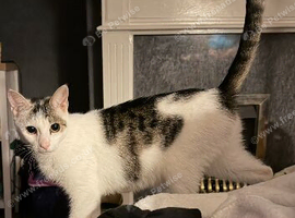 1 year old female cat