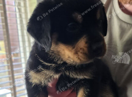 Rottweiler Male For Sale