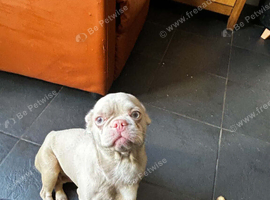 2 super sweet cute frenchies 6m and 3yr need a home