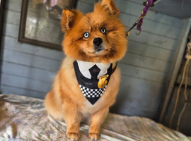 Pomsky