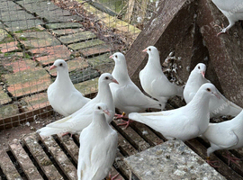 White young racing pigeons