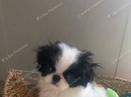 Beautiful Japanese chin puppies