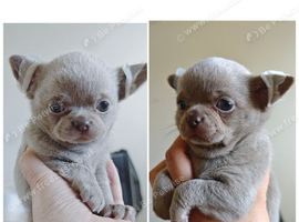 Pedigree Chihuahua puppies