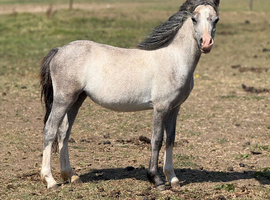 Registered welsh a yearling filly