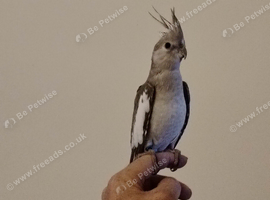 Hand Tame Cinnamon Whiteface Cockatiel 5 months old, very placid.