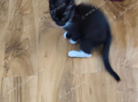Beautiful 7 month old for sale