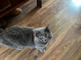 Green eyed grey Duke