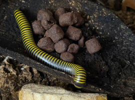 Bumblebee millipedes for x 4