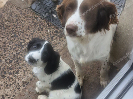 12 week old springer Spaniel male pups
