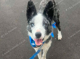 Full trained blue merle collie