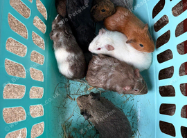 Guinea pigs