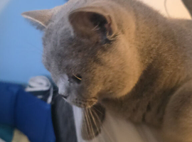 Hi