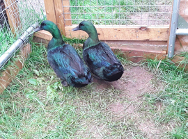 Cayuga and Welsh Harlequin drakes for sale.