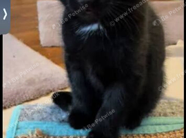 Beautiful brother and sister kittens
