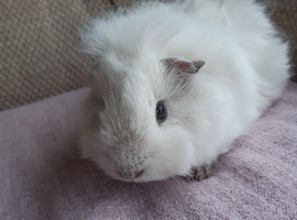 Baby Peruvian guineapigs