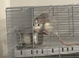 2 beautiful female rats 5 months old