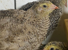 Japanese quails