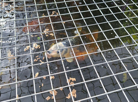 Koi