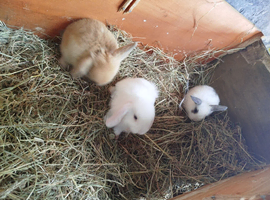 Mini lops