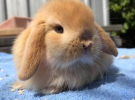 Rabbits Mini Lop
