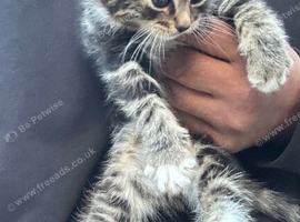 Stunning litter of Ragdoll x Bengal kittens ready now