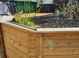 10 by 10 above ground fish pond
