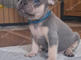 French bulldog puppies