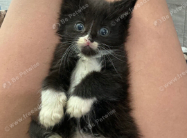 Kittens