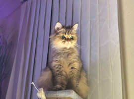 Fluffy kittens