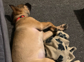 Belgian malinois cross border collie